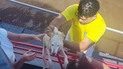 Illustration : Un chien accroch&eacute; &agrave; un tronc d&rsquo;arbre au milieu d&rsquo;un fleuve est sauv&eacute; par l&rsquo;&eacute;quipage d&rsquo;un bateau et ses passagers (vid&eacute;o)