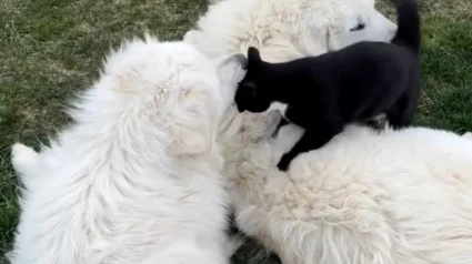 Illustration : Rejet&eacute; de tous, ce chat tuxedo adopt&eacute; dans une ferme est devenu le meilleur ami de 2 Grands Pyr&eacute;n&eacute;ens (vid&eacute;o)