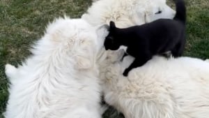 Illustration : Rejeté de tous, ce chat tuxedo adopté dans une ferme est devenu le meilleur ami de 2 Grands Pyrénéens (vidéo)