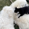 Illustration : Rejet&eacute; de tous, ce chat tuxedo adopt&eacute; dans une ferme est devenu le meilleur ami de 2 Grands Pyr&eacute;n&eacute;ens (vid&eacute;o)