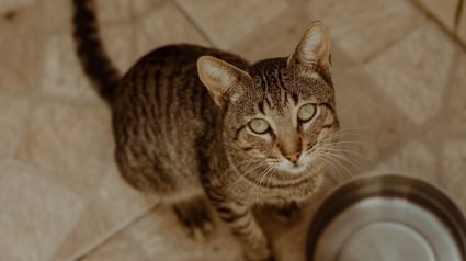 Illustration : Un chat peut &ecirc;tre nourri avec un r&eacute;gime 100 % v&eacute;gan ou v&eacute;g&eacute;tarien, mythe ou r&eacute;alit&eacute; ?