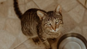 Illustration : "Un chat peut être nourri avec un régime 100 % végan ou végétarien, mythe ou réalité ?"
