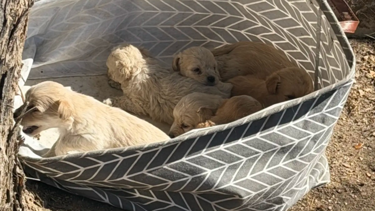 Illustration : "Une simple photo envoyée par un passant déclenche le sauvetage de 7 chiots abandonnés dans un panier à linge et de leur mère"