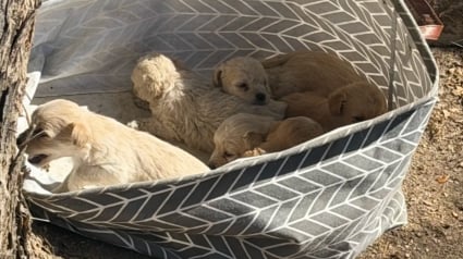 Illustration : Une simple photo envoy&eacute;e par un passant d&eacute;clenche le sauvetage de 7 chiots abandonn&eacute;s dans un panier &agrave; linge et de leur m&egrave;re