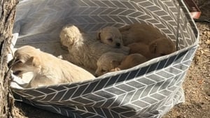 Illustration : Une simple photo envoy&eacute;e par un passant d&eacute;clenche le sauvetage de 7 chiots abandonn&eacute;s dans un panier &agrave; linge et de leur m&egrave;re