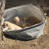 Illustration : Une simple photo envoy&eacute;e par un passant d&eacute;clenche le sauvetage de 7 chiots abandonn&eacute;s dans un panier &agrave; linge et de leur m&egrave;re
