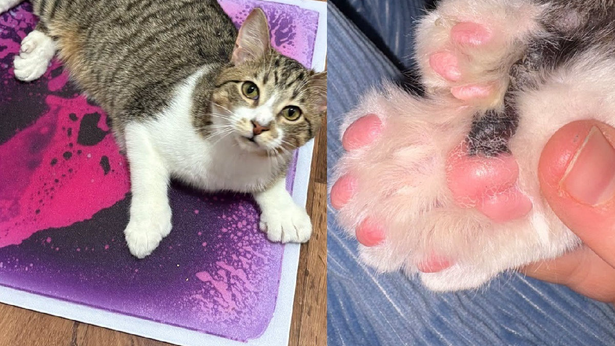 Illustration : "Ce chat polydactyle de 10 mois entre officiellement au Guinness des records avec ses 28 doigts"