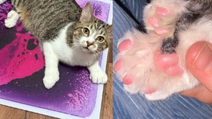 Illustration : Ce chat polydactyle de 10 mois entre officiellement au Guinness des records avec ses 28 doigts