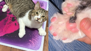 Illustration : Ce chat polydactyle de 10 mois entre officiellement au Guinness des records avec ses 28 doigts