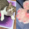 Illustration : Ce chat polydactyle de 10 mois entre officiellement au Guinness des records avec ses 28 doigts