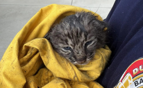 Après un feu de broussailles, les pompiers pensent sauver un chaton domestique avant de découvrir qu’il s’agit d’un lynx roux
