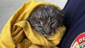 Illustration : Apr&egrave;s un feu de broussailles, les pompiers pensent sauver un chaton domestique avant de d&eacute;couvrir qu&rsquo;il s&rsquo;agit d&rsquo;un lynx roux