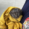 Illustration : Apr&egrave;s un feu de broussailles, les pompiers pensent sauver un chaton domestique avant de d&eacute;couvrir qu&rsquo;il s&rsquo;agit d&rsquo;un lynx roux