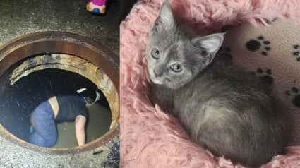 Illustration : Un chaton coinc&eacute; dans un conduit pluvial s'offre un nouveau d&eacute;part en famille d'accueil apr&egrave;s l'&eacute;lan de solidarit&eacute; ayant permis son sauvetage