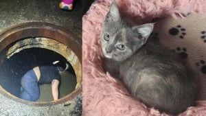 Illustration : Un chaton coinc&eacute; dans un conduit pluvial s'offre un nouveau d&eacute;part en famille d'accueil apr&egrave;s l'&eacute;lan de solidarit&eacute; ayant permis son sauvetage