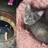 Illustration : Un chaton coinc&eacute; dans un conduit pluvial s'offre un nouveau d&eacute;part en famille d'accueil apr&egrave;s l'&eacute;lan de solidarit&eacute; ayant permis son sauvetage
