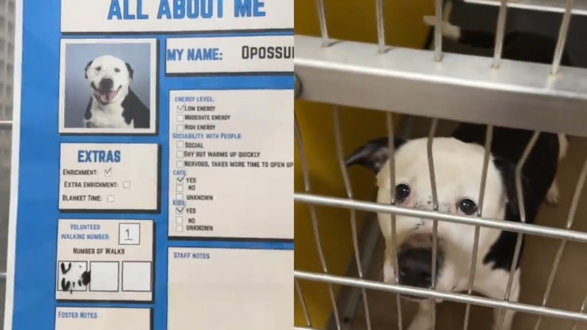 Illustration : "Ce Pitbull très triste au refuge retrouve la joie de vivre en apprenant sa future adoption (vidéo)"