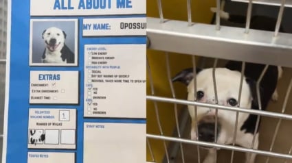 Illustration : Ce Pitbull tr&egrave;s triste au refuge retrouve la joie de vivre en apprenant sa future adoption (vid&eacute;o)