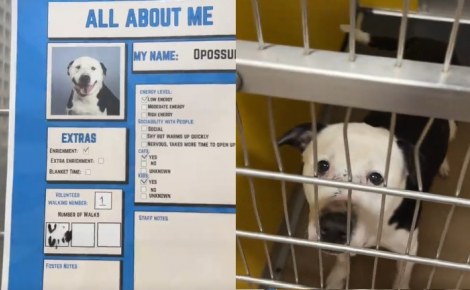 Ce Pitbull très triste au refuge retrouve la joie de vivre en apprenant sa future adoption (vidéo)