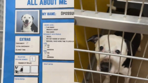 Illustration : Ce Pitbull très triste au refuge retrouve la joie de vivre en apprenant sa future adoption (vidéo)