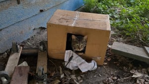 Illustration : Attach&eacute;e &agrave; une caisse sans eau ni nourriture, cette chatte m&eacute;fiante apprend &agrave; faire confiance et d&eacute;couvre la vie en int&eacute;rieur