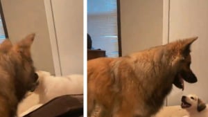 Illustration : Découvert sous un camion ce chiot réussit l'exploit de faire jouer sa grande soeur Malinois pourtant très impassible de nature (vidéo)