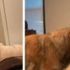 Illustration : D&eacute;couvert sous un camion ce chiot r&eacute;ussit l'exploit de faire jouer sa grande soeur Malinois pourtant tr&egrave;s impassible de nature (vid&eacute;o)