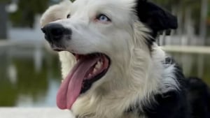 Illustration : Ce chien errant devenu chien de sauvetage a sauv&eacute; des dizaines de vies suite au tremblement de terre au Venezuela
