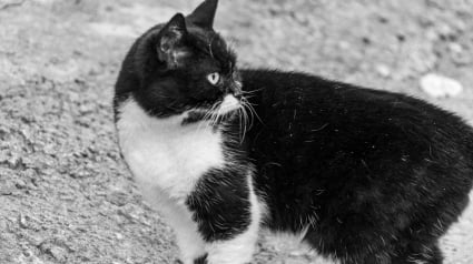 Illustration : Un chat parvient &agrave; faire fuir un ours de passage dans son jardin en quelques secondes (vid&eacute;o)