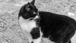 Illustration : Un chat parvient &agrave; faire fuir un ours de passage dans son jardin en quelques secondes (vid&eacute;o)