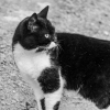 Illustration : Un chat parvient &agrave; faire fuir un ours de passage dans son jardin en quelques secondes (vid&eacute;o)