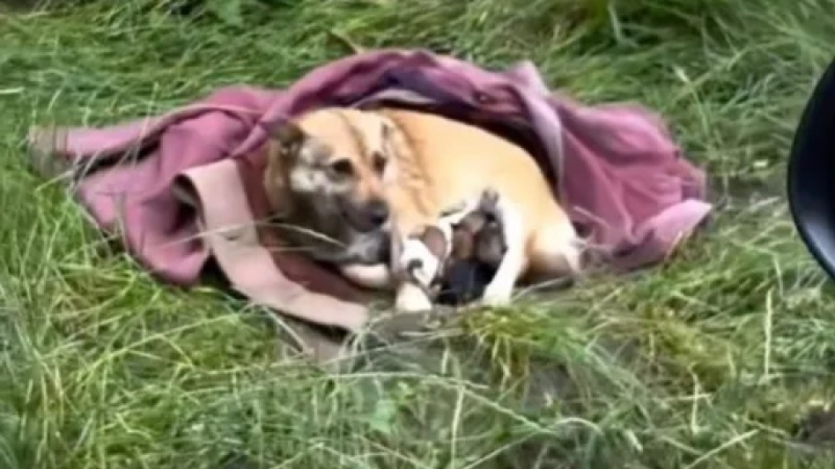 Illustration : "Une chienne et ses 3 chiots abandonnés survivaient dehors sous une couverture avant d’être secourus par une association (vidéo)"