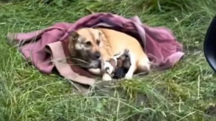 Illustration : Une chienne et ses 3 chiots abandonn&eacute;s survivaient dehors sous une couverture avant d&rsquo;&ecirc;tre secourus par une association (vid&eacute;o)