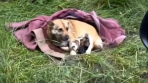 Illustration : Une chienne et ses 3 chiots abandonn&eacute;s survivaient dehors sous une couverture avant d&rsquo;&ecirc;tre secourus par une association (vid&eacute;o)