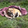 Illustration : Une chienne et ses 3 chiots abandonn&eacute;s survivaient dehors sous une couverture avant d&rsquo;&ecirc;tre secourus par une association (vid&eacute;o)