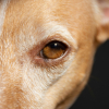 Illustration : Pourquoi les chiens poss&egrave;dent-ils une troisi&egrave;me paupi&egrave;re ?