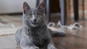Illustration : "Tabagisme passif : une étude relie directement la fumée de cigarette au cancer du chat"