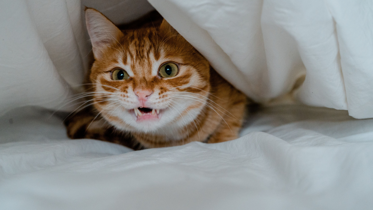 Illustration : "Pourquoi votre chat vous mord-il les orteils sous la couette ?"