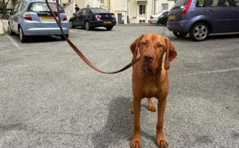 « Le héros du jour », un chiot de 6 mois sauve son maître et son fils lors d'une attaque au couteau