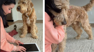 Illustration : Sentant la tristesse de sa maîtresse ce chien Goldendoodle vient la réconforter devant la photo de son ancien chien disparu (vidéo)