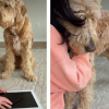 Illustration : Sentant la tristesse de sa ma&icirc;tresse ce chien Goldendoodle vient la r&eacute;conforter devant la photo de son ancien chien disparu (vid&eacute;o)