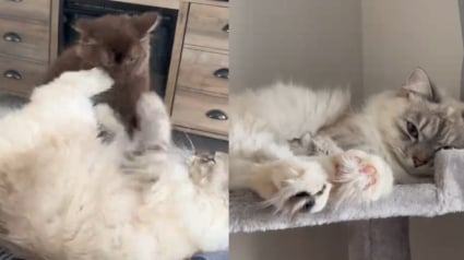 Illustration : Cette chatte sib&eacute;rienne tr&egrave;s solitaire devient tr&egrave;s joueuse depuis l'arriv&eacute;e d' un chaton Ragdoll (vid&eacute;o)