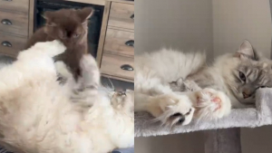 Illustration : Cette chatte sibérienne très solitaire devient très joueuse depuis l'arrivée d' un chaton Ragdoll (vidéo)