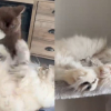 Illustration : Cette chatte sib&eacute;rienne tr&egrave;s solitaire devient tr&egrave;s joueuse depuis l'arriv&eacute;e d' un chaton Ragdoll (vid&eacute;o)