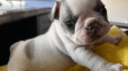 Illustration : &Acirc;g&eacute; de quelques jours, ce chiot Bouledogue Fran&ccedil;ais trouv&eacute; seul dans un parc a d&eacute;sormais une chance de grandir dans une famille