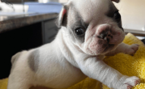 Âgé de quelques jours, ce chiot Bouledogue Français trouvé seul dans un parc a désormais une chance de grandir dans une famille