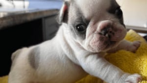 Illustration : &Acirc;g&eacute; de quelques jours, ce chiot Bouledogue Fran&ccedil;ais trouv&eacute; seul dans un parc a d&eacute;sormais une chance de grandir dans une famille