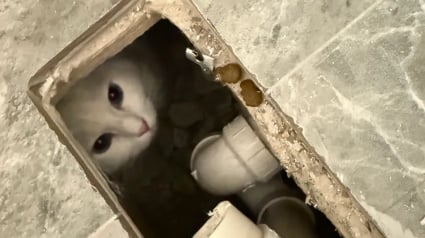 Illustration : Un chat disparu pendant 30 heures est finalement retrouv&eacute; sous la baignoire apr&egrave;s des travaux de salle de bain