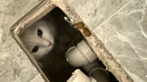 Illustration : Un chat disparu pendant 30 heures est finalement retrouvé sous la baignoire après des travaux de salle de bain