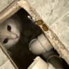 Illustration : Un chat disparu pendant 30 heures est finalement retrouv&eacute; sous la baignoire apr&egrave;s des travaux de salle de bain